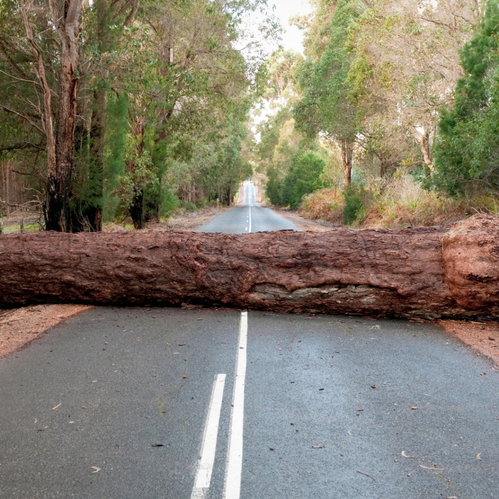 image: A large tree trunk blocking a roadway. Symbolizes the unique roadblocks for functioning alcoholics who are trying to quit drinking.